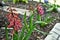 Hyacinth flower dying and rotting in the fall