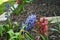 Hyacinth flower dying and rotting in the fall