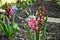 Hyacinth flower dying and rotting in the fall