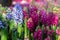 Hyacinth flower in garden at sunny summer or spring day for postcard beauty decoration and agriculture design