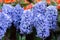 Hyacinth flower in garden at sunny summer or spring day for postcard beauty decoration and agriculture design