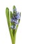 Hyacinth flower spike