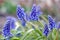 Hyacinth Flowers