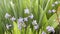 Hyacinth flowers blooming in the sun