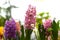 Hyacinth flowers Fon Dante, Aida, Broadway growing close up