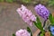 Hyacinth flowers Fon Dante, Aida, Broadway growing close up