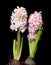 Hyacinth flowers isolated on black