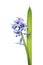 Hyacinth flowers and leaf