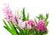 Hyacinth Flowers Plants