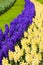 Hyacinth flowers. Spring flowers