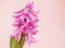 Hyacinth fragrant flowering plants