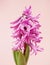 Hyacinth fragrant flowering plants