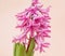 Hyacinth fragrant flowering plants