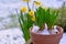 Hyacinth growing in a flower pot and narcissus covered with snow