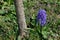 Hyacinth growing in garden under the tree