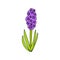 Hyacinth in hand drawn cartoon style isolated on white background.Spring flower