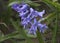 Hyacinth. Happy Spring. Purple, blue hyacinth. Backround flower