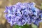 Hyacinth (Hyacinthus)