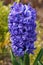 Hyacinth, Hyacinthus