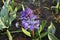 Hyacinth Hyacinthus `Delft Blauw` plant growth in the flowerbed.