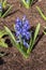 Hyacinth Hyacinthus orientalis `Aida`