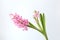 Hyacinth inflorescence with small pink flowers isolated on a white background