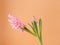 Hyacinth inflorescence with small pink flowers on an orange background