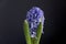 Hyacinth inflorescence with small purple flowers on an black