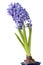 Hyacinth isolated