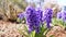 hyacinth or jacinth plant purple color, closeup slow motion, springtime