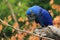 Hyacinth macaw