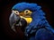 Hyacinth macaw