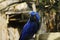 Hyacinth Macaw