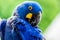 Hyacinth Macaw