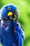 Hyacinth Macaw