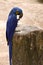 Hyacinth Macaw