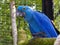 Hyacinth macaw (Anodorhynchus hyacinthinus)