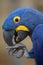 Hyacinth macaw Anodorhynchus hyacinthinus