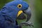 Hyacinth macaw Anodorhynchus hyacinthinus.