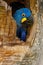 Hyacinth Macaw, Anodorhynchus hyacinthinus, big blue parrot in tree nest hole cavity, bird in the nature habitat mato Grosso, Pant