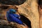 Hyacinth Macaw, Anodorhynchus hyacinthinus, big blue rare parrot in tree nest hole, bird in the nature forest habitat, Pantanal, B