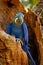 Hyacinth Macaw, Anodorhynchus hyacinthinus, blue parrot. Portrait big blue parrot, Pantanal, Brazil, South America. Beautiful rare