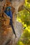 Hyacinth Macaw, Anodorhynchus hyacinthinus, blue parrot. Portrait big blue parrot, Pantanal, Brazil, South America. Beautiful rare