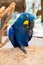 Hyacinth macaw (Anodorhynchus Hyacinthinus) or Hyacinthine macaw