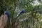 The hyacinth macaw Anodorhynchus hyacinthinus or hyacinthine macaw is a beautiful large deep blue parrot