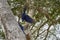 The hyacinth macaw, Anodorhynchus hyacinthinus, or hyacinthine macaw, is a beautiful, large deep blue parrot.