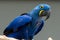 The hyacinth macaw Anodorhynchus hyacinthinus, or hyacinthine macaw or blue macaw perched on a branch in South America