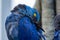 The hyacinth macaw Anodorhynchus hyacinthinus, or hyacinthine macaw or blue macaw perched on a branch in South America