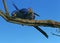 Hyacinth Macaw, anodorhynchus hyacinthinus, Pair Mating