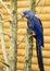 Hyacinth Macaw bird on the tree